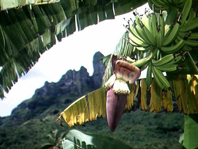 Bananenstaude, Bora Bora